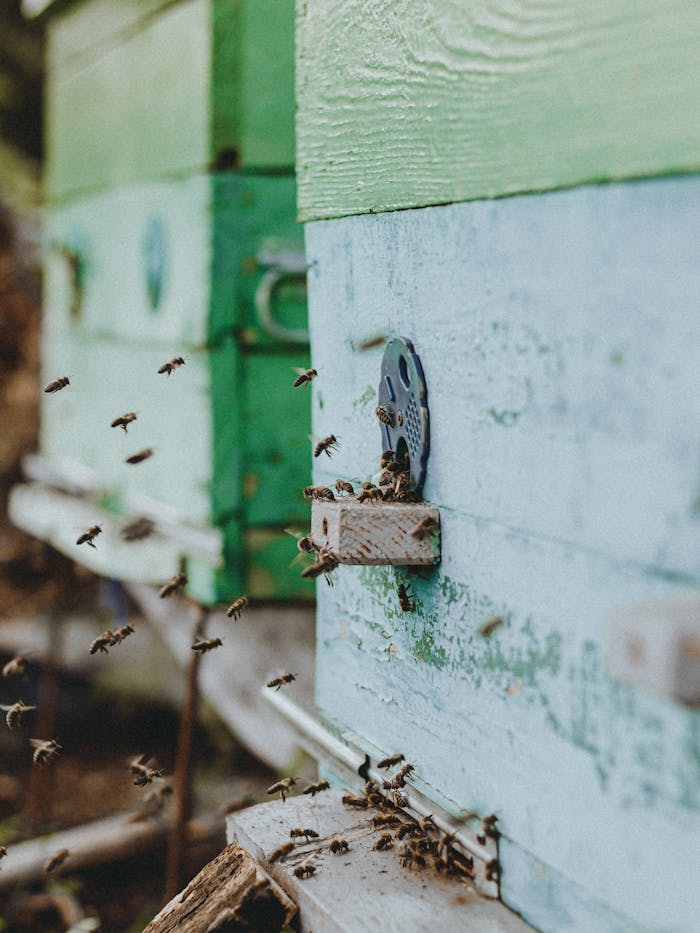 Close-up of Bees Flying Near a Bee Hive