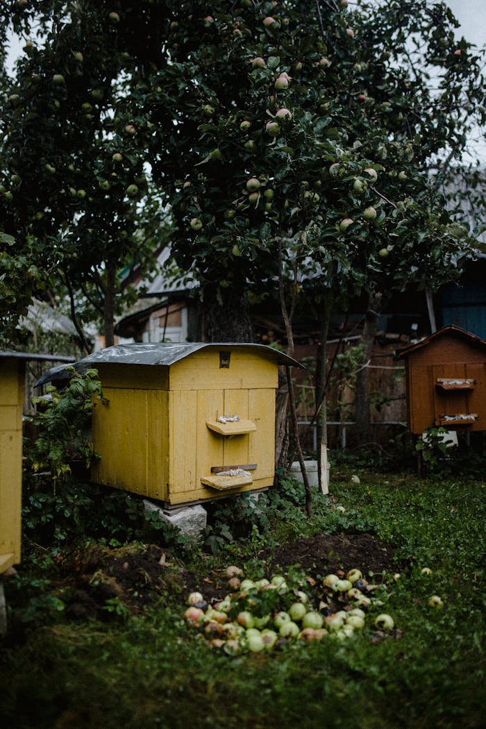 Honey Bees Hives